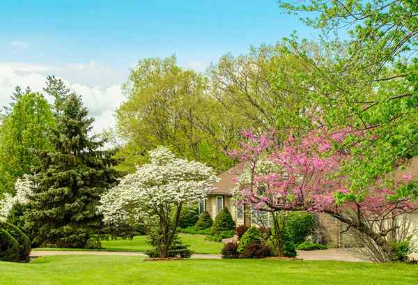 11 arbres à fleurs Chaque paysagiste bricolage devrait savoir