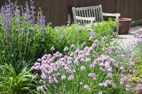 11 plantas fragantes para crear el último jardín de aromaterapia