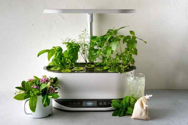 11 coisas que você não sabia que pode crescer em um aerogarden