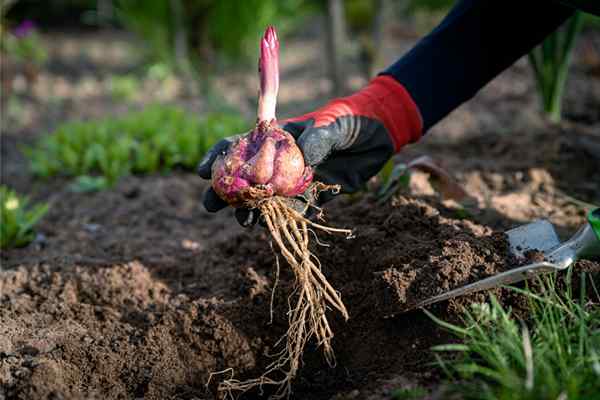 12 lâmpadas para plantar na primavera para exibir flores de verão