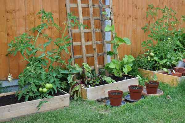 12 vegetales trepadores que son perfectos para jardines compactos