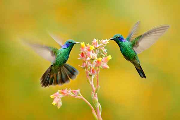 12 Heldenhafte Fakten über Kolibris, die Sie dazu bringen, mehr in Ihrem Garten zu sehen