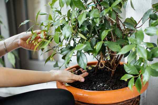 12 plantas sortudas que vale a pena trazer para sua casa