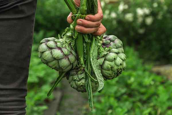 12 verduras perennes para plantar durante años de productos frescos