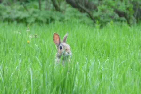 12 plantas resistentes a coelhos para sua paisagem doméstica