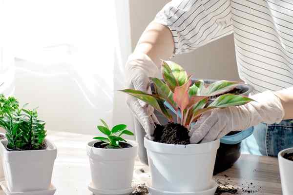 15 Essentials for Beginner Plant Ibu Bapa Apa Keperluan Pemilik Loji Baru