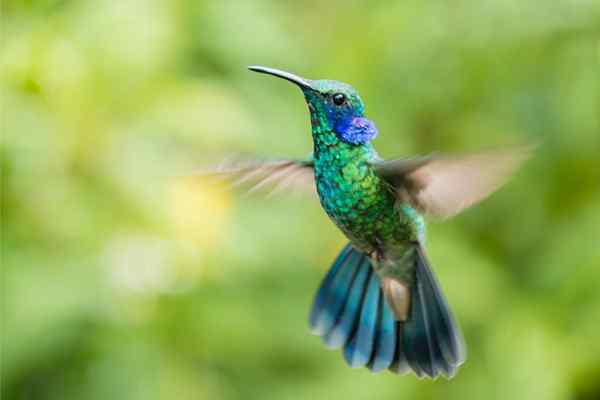 23 types de colibris tous