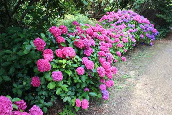 25 plantas amantes de la sombra para donde el sol no brilla