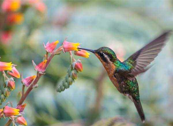 27 hermosas plantas que atraen a los colibríes a su jardín