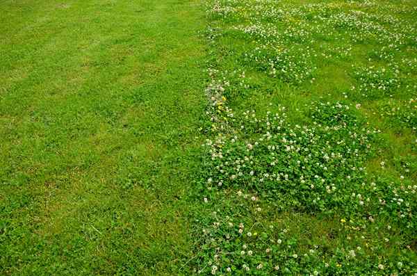 3 buenas razones por las que no deberías matar a Clover en tu patio