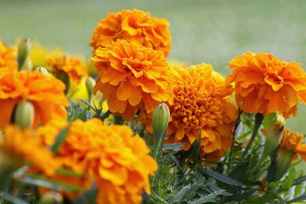 3 Sebab Anda Harus Selalu Menanam Marigolds Di Taman Anda