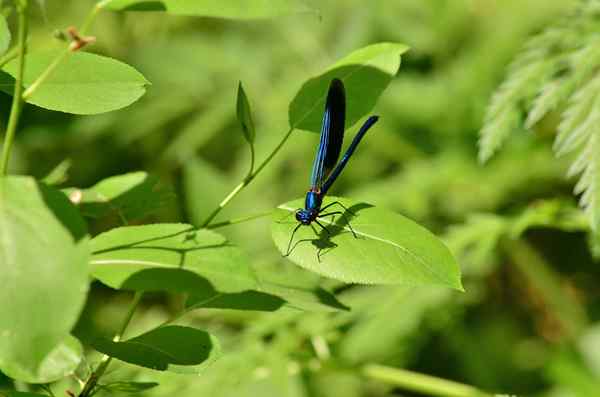 3 maneiras seguras de atrair libélulas para o seu quintal para controle de mosquito natural