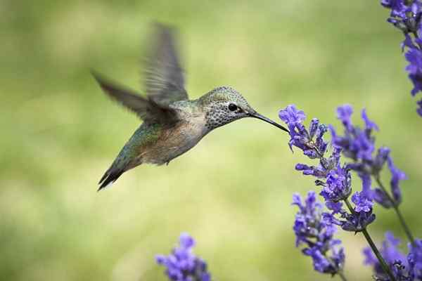 6 formas seguras de atraer a los colibríes a su patio