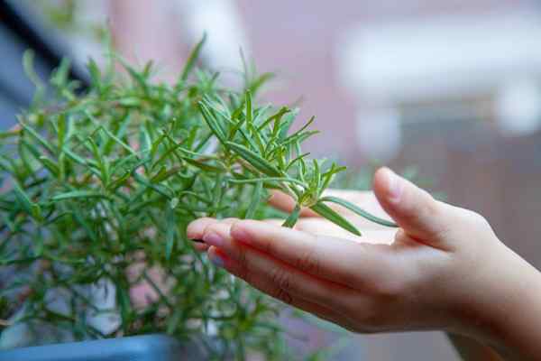 7 choses importantes à savoir sur la croissance des herbes à l'extérieur