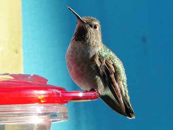 7 cosas importantes para saber sobre su alimentador de colibrí