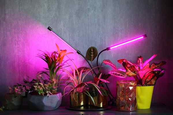 7 sinais que suas plantas precisam de uma luz de crescimento