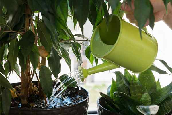 7 sinais de que você está superando suas plantas e como consertá-lo