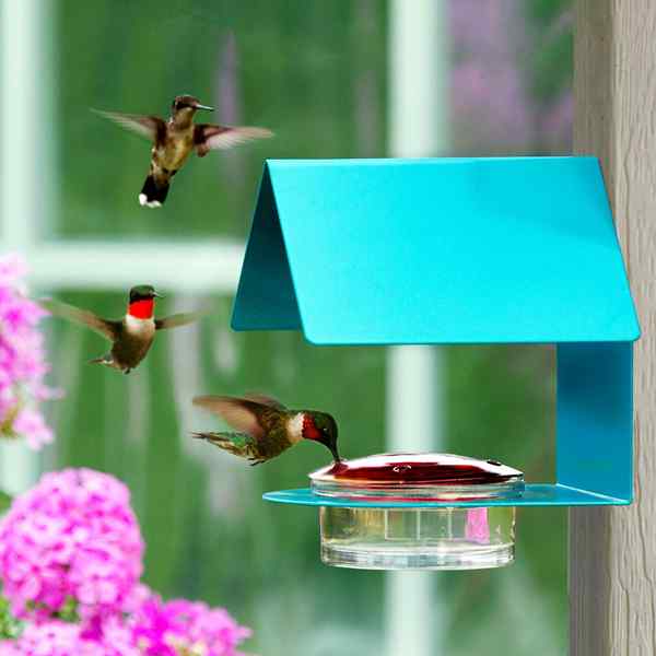 Todo lo que necesitas para comenzar a atraer colibríes a tu patio trasero