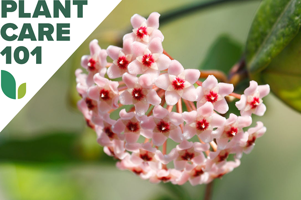 Suivez ce guide des soins des plantes de Hoya pour réaliser des fleurs insaisissables et étoilées