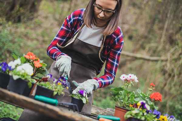 Tener un pulgar verde? Estos ajetreos laterales podrían hacerte un gran dinero