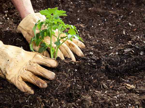 Eis por que você deve sempre plantar mudas de tomate de lado