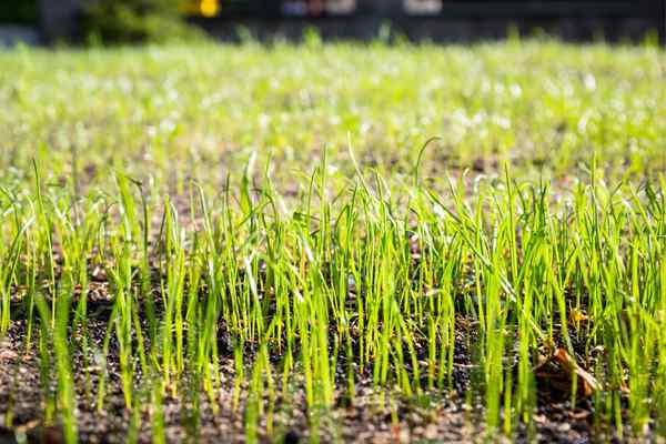 Berapakah kos rumput baru?