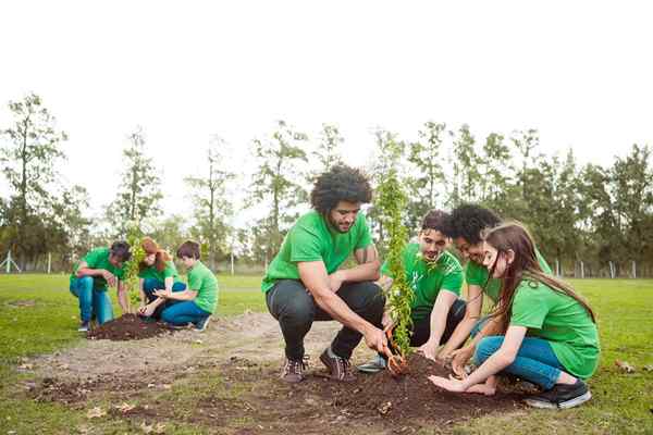 Cómo no plantar un árbol en el día del cenador