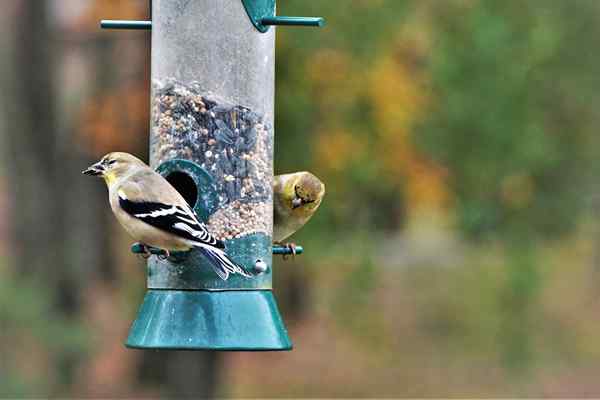 Cómo atraer aves a los alimentadores 13 estrategias simples que funcionan