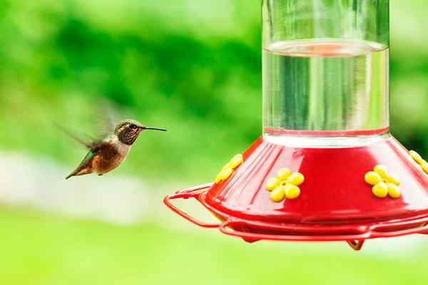 Cara membersihkan pengumpan burung untuk menjaga rakan berbulu anda selamat