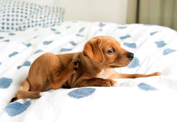 Como se livrar das pulgas em sua casa