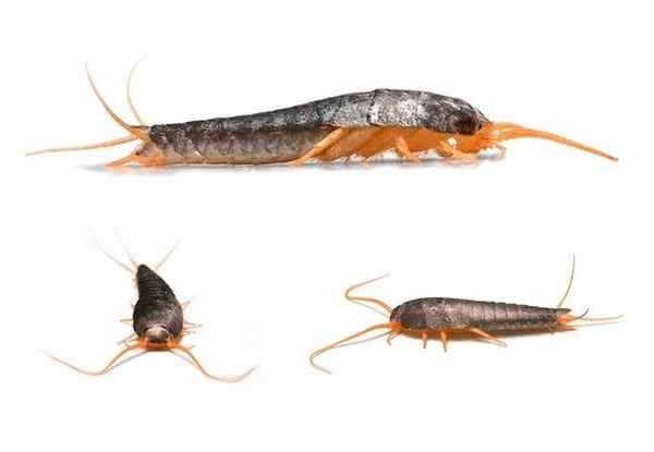 Cara Menghilangkan Silverfish