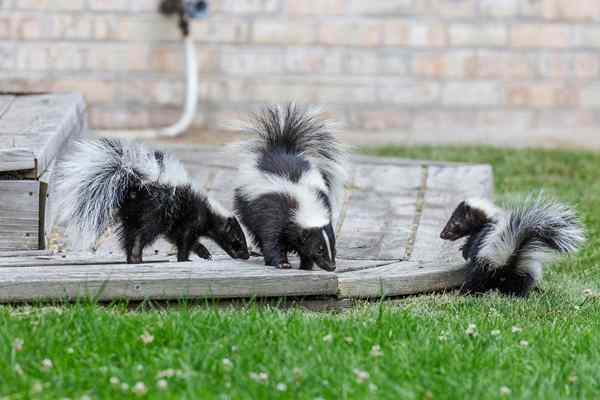 Jak pozbyć się zapachu skunksa