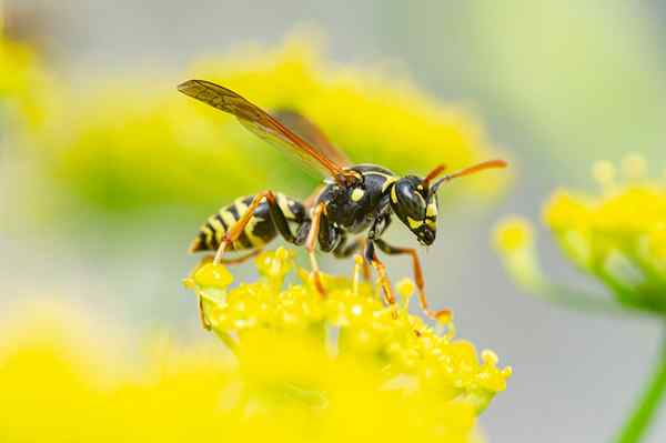 Cara Menghilangkan Wasps Katakan Selamat tinggal!Dalam 5 langkah mudah