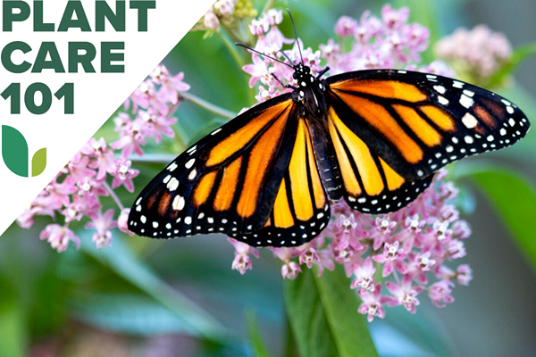 Cara menanam milkweed