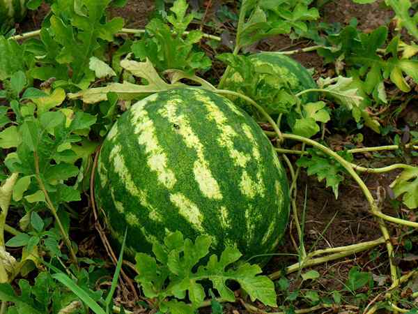 Como cultivar melancia para o tratamento de verão perfeito