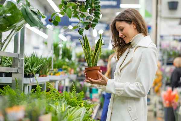 Cómo inspeccionar las plantas de interior para que no traiga a casa un espécimen poco saludable o infestado