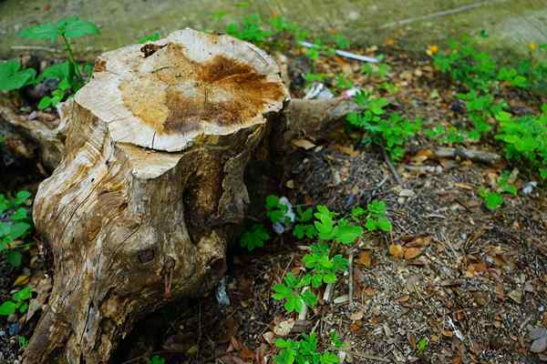 Cara membunuh tunggul pokok