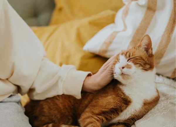 Cómo hacer que tu casa huela como si no tuvieras mascotas