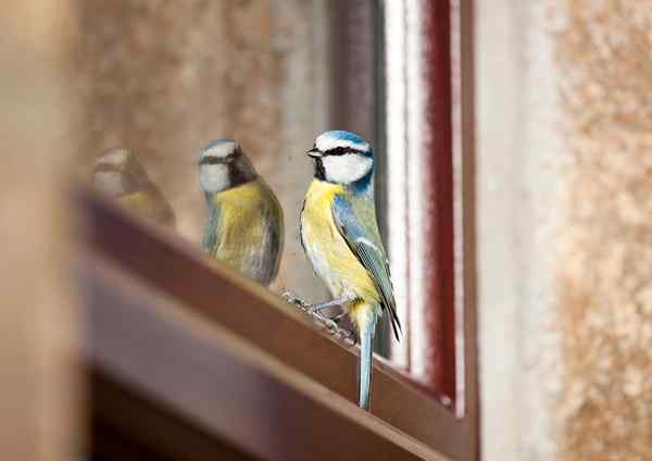 Cara Membuat Penyelesaian Pintar Burung 11 Burung Anda