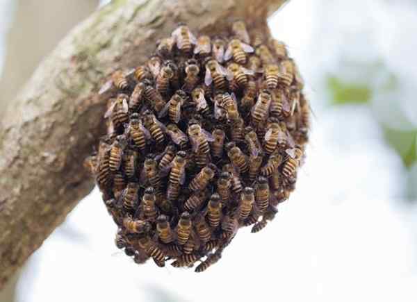 Wie man Honigbienen während der Schwarmsaison schützt