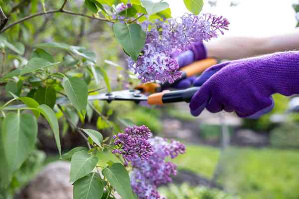 Wie man Lilacs beschnitten