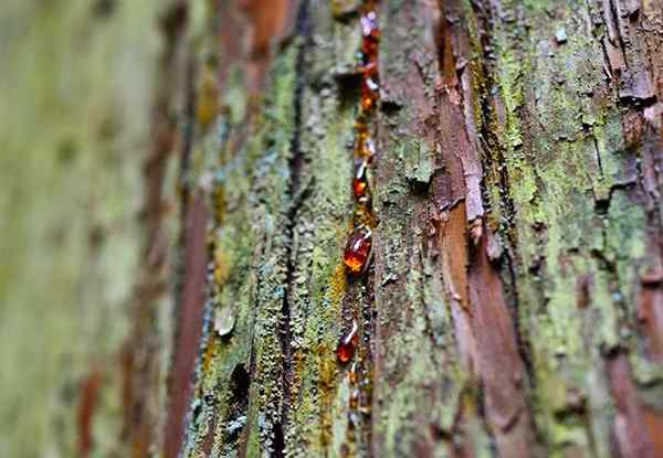 Comment retirer la sève d'arbre de tout et n'importe quoi