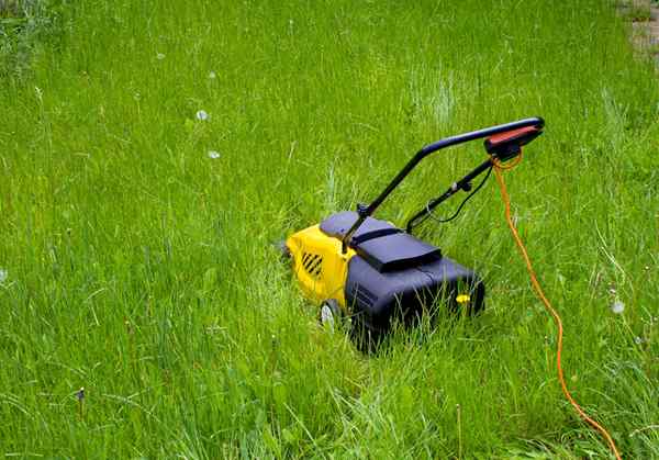 Saya membiarkan rumput saya tumbuh tanpa mow mungkin di sini apa yang berlaku