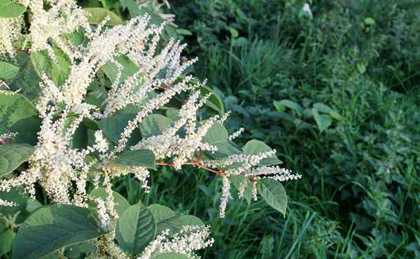 Japanische Knotweed, wie man das „Godzilla“ -Weed loswerden, das ist eine Bedrohung für Ihre Pflanzen