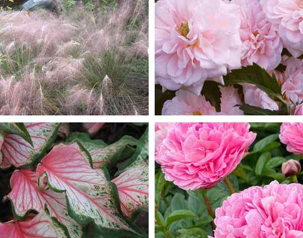 Jardins monochromatiques les meilleures fleurs à planter, quelle que soit votre teinte préférée