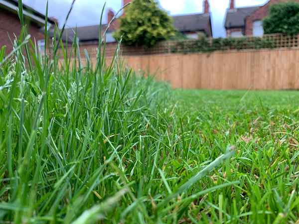 No Mow del 8 de mayo razones para dejar que su césped crezca durante un mes