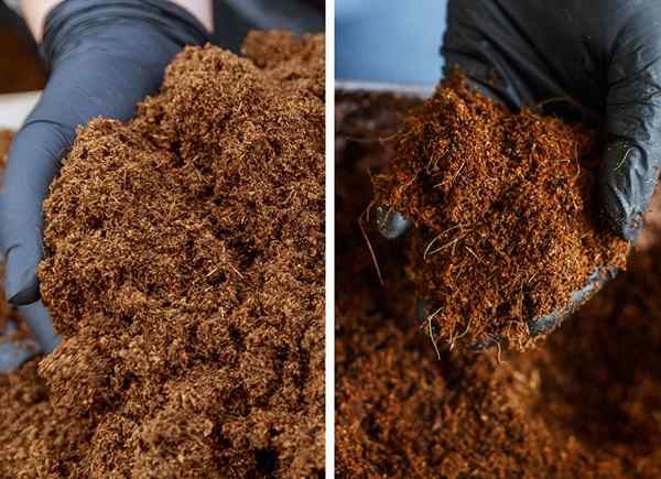 Lumut gambut vs. Coco coir apa perbedaan antara persediaan berkebun ini?