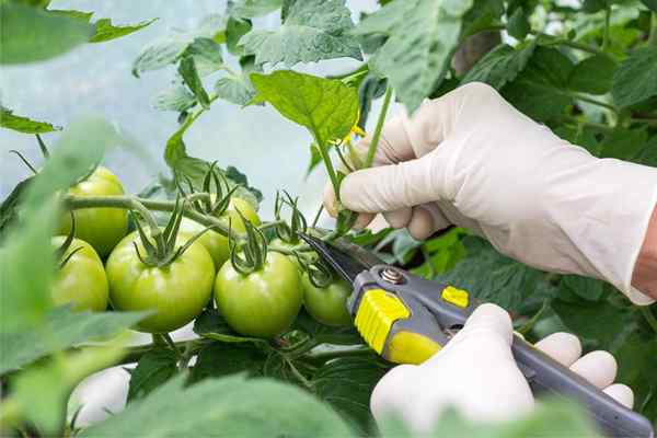 Podando plantas de tomate 6 erros a maioria dos produtores iniciantes cometem