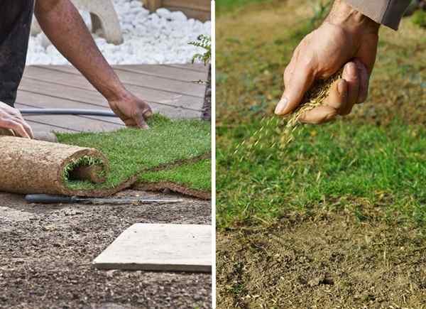 Gazon. Semence quelle est la meilleure façon d'obtenir une pelouse luxuriante?