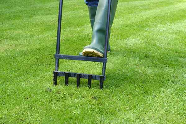 Gelöst! Genau hier sollten Sie den Rasen belüten